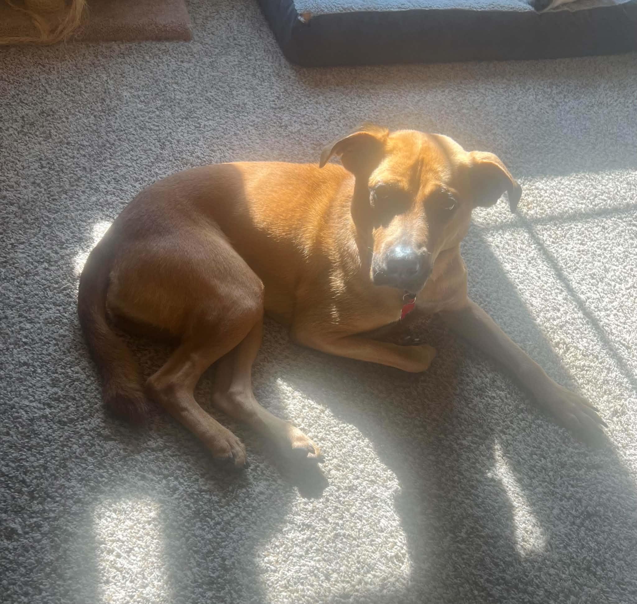 Enlarge Amber, a Adoptable Mixed Breed in Appleton, WI image 2/4