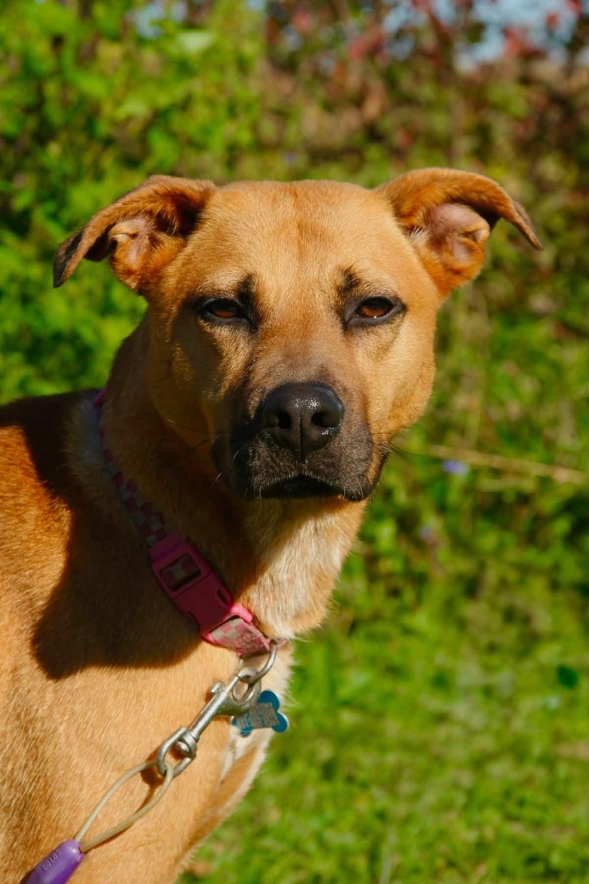 Enlarge Amber, a Adoptable Mixed Breed in Appleton, WI image 1/4