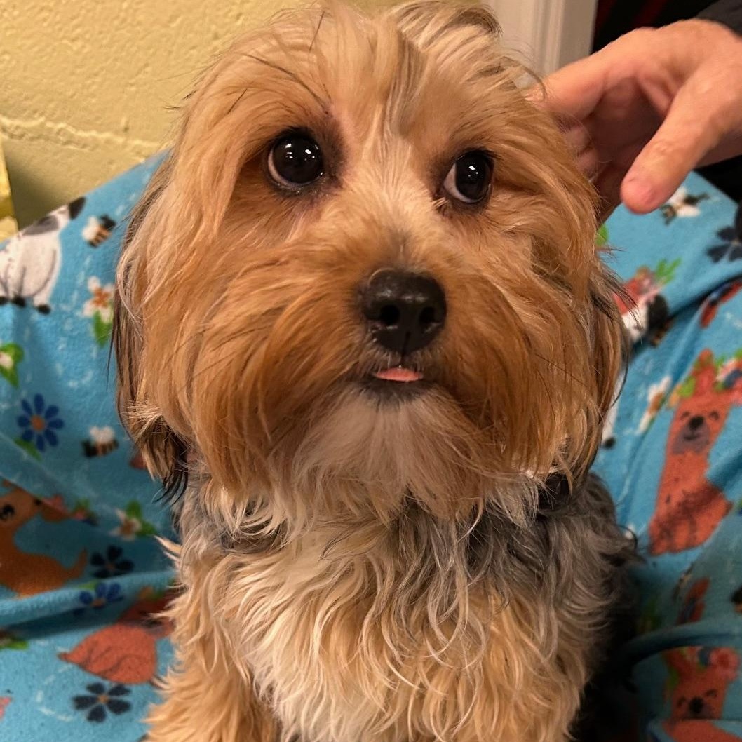 Enlarge Megan, a ADOPTABLE Yorkshire Terrier in Bartonsville, PA image 2/3