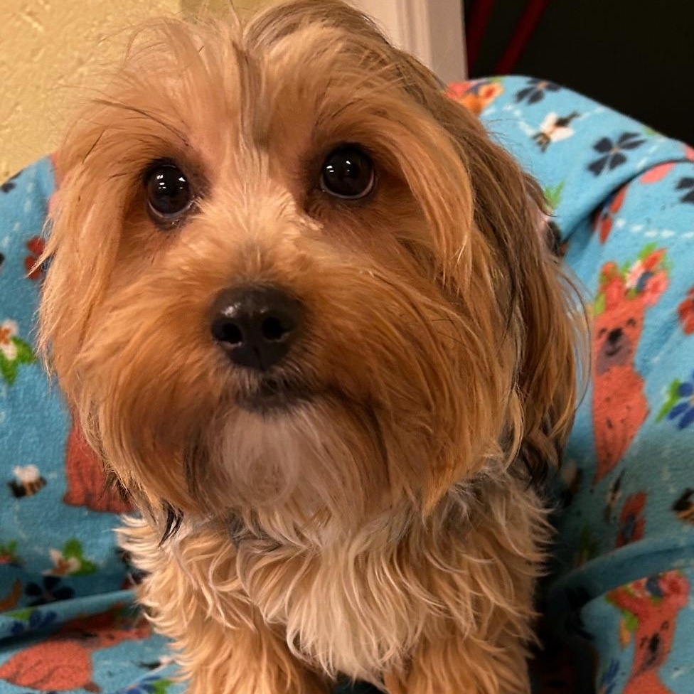 Megan, ADOPTABLE, Puppy Female Yorkshire Terrier.