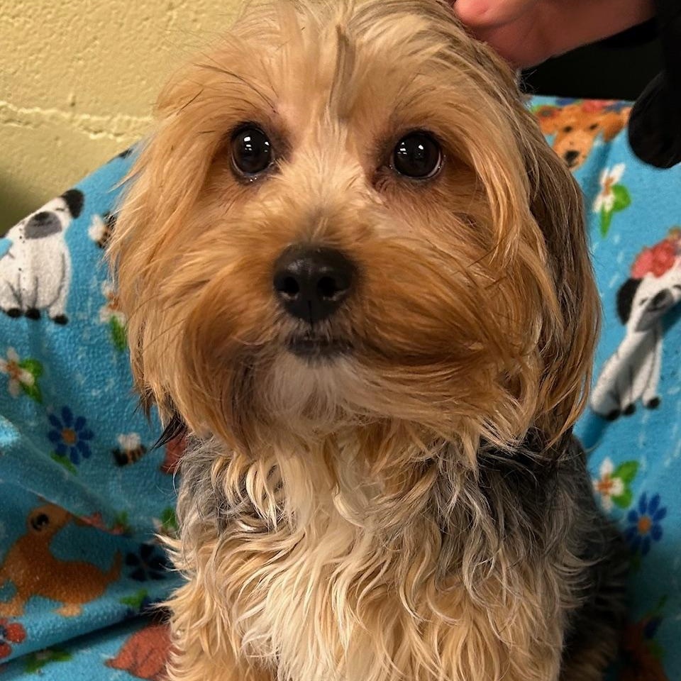 Enlarge Megan, a ADOPTABLE Yorkshire Terrier in Bartonsville, PA image 3/3