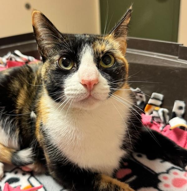 Coco, Adoptable, Young Female Domestic Short Hair.