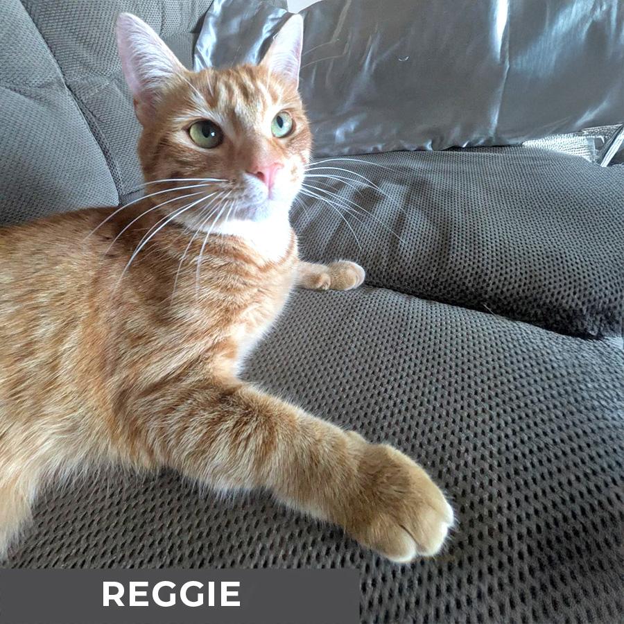 Reggie photo 2