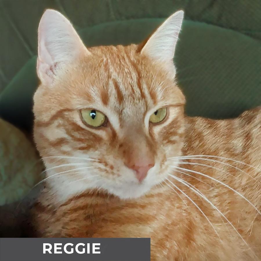 Reggie photo 3