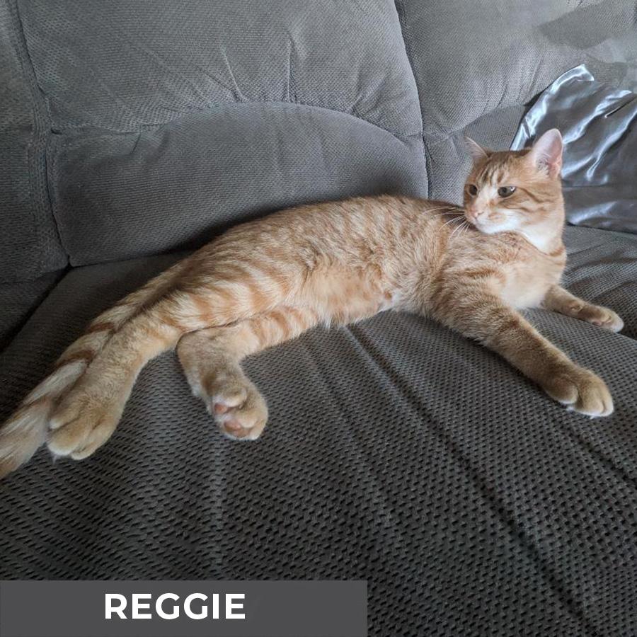 Reggie photo 4