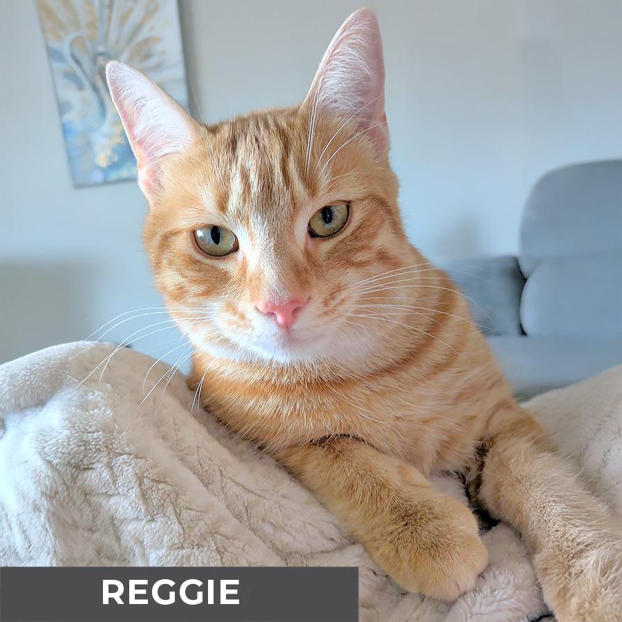 Reggie, Young Male Domestic Short Hair