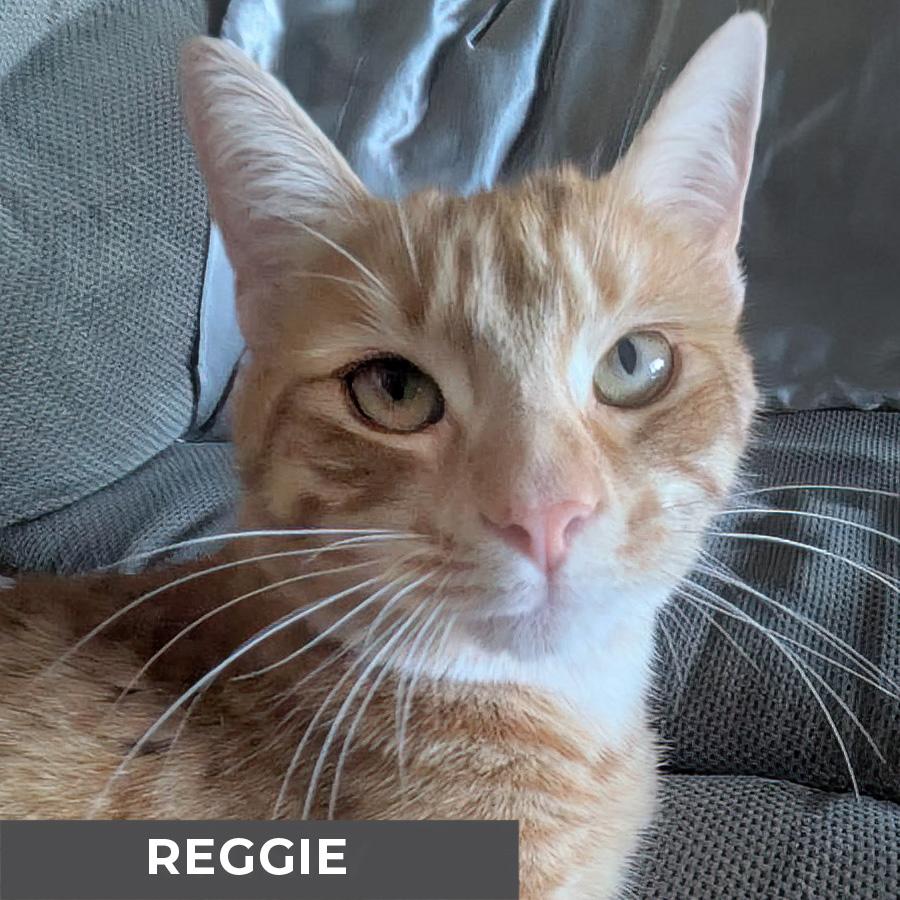 Reggie photo 5