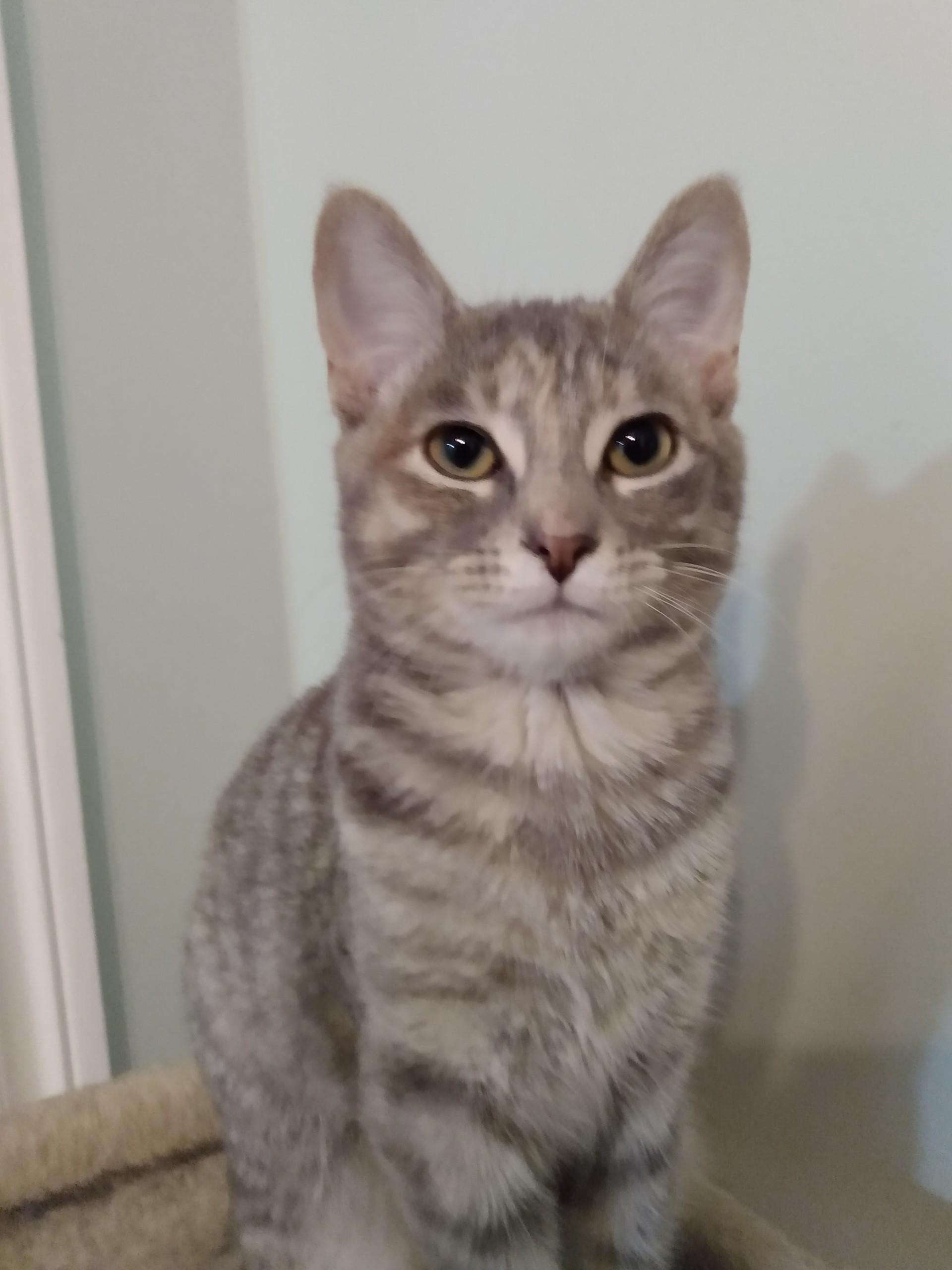 Enlarge HONEY, a ADOPTABLE Tabby in Niagara on the Lake, ON image 2/4