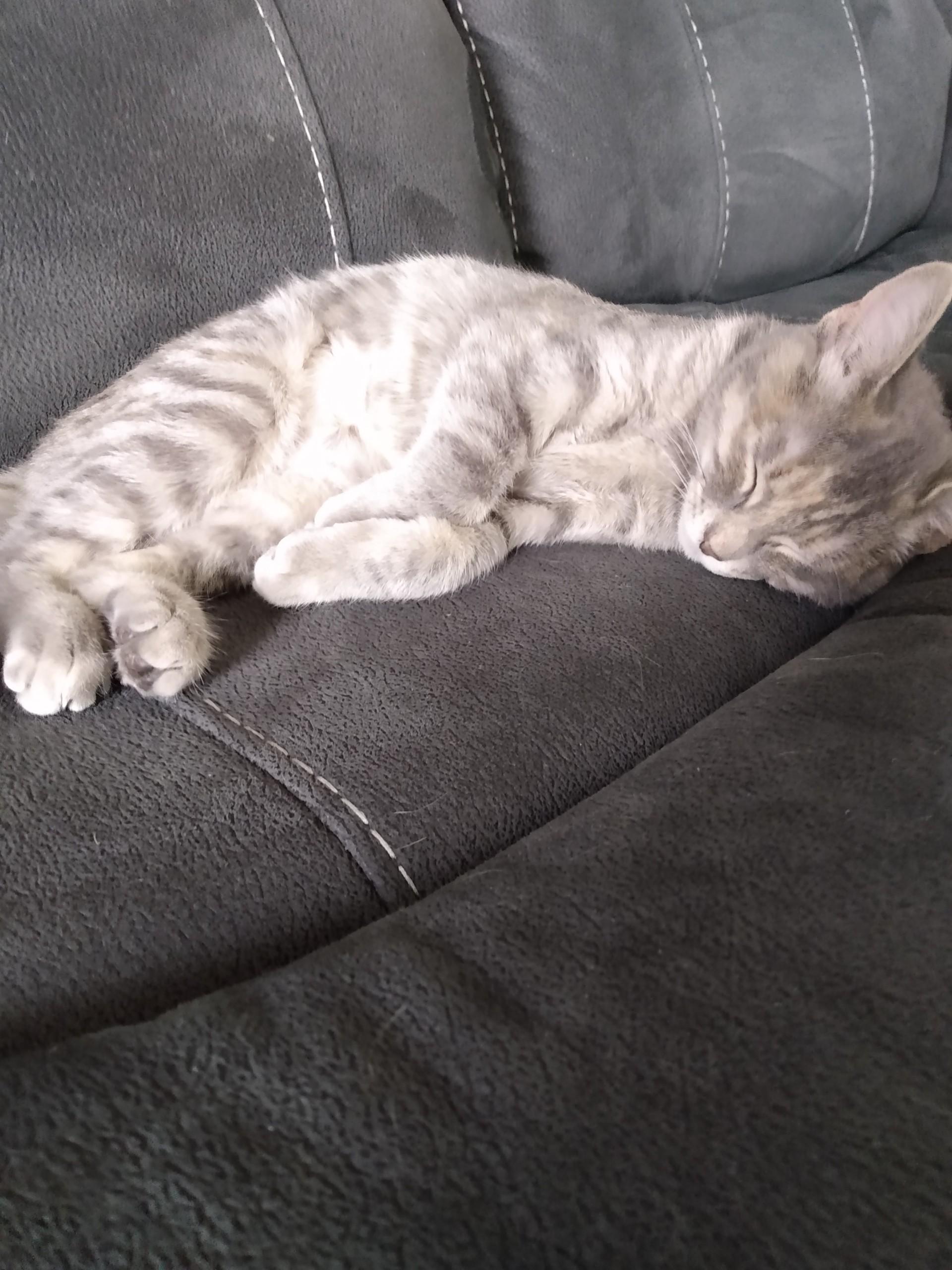 HONEY, ADOPTABLE, Young Female Tabby.