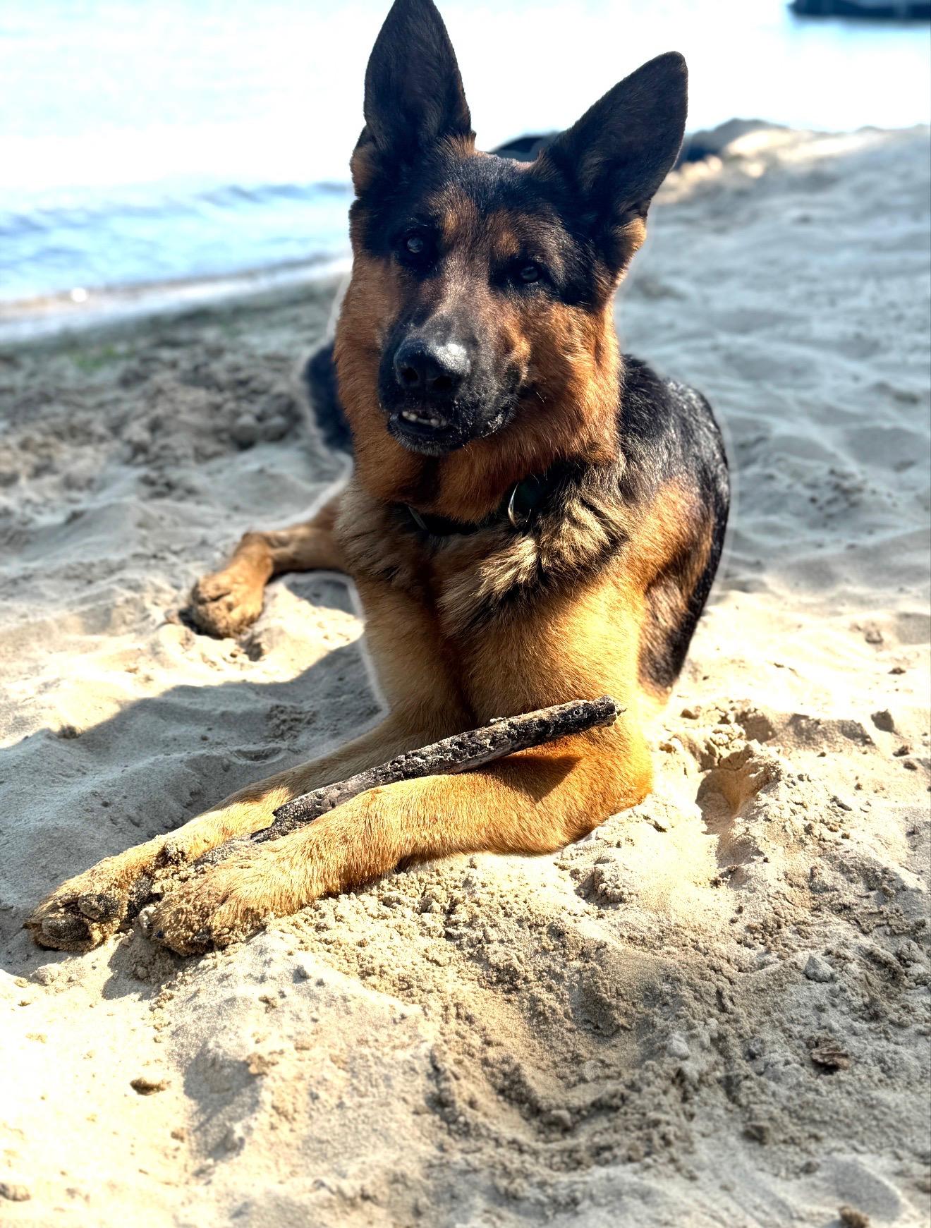 Enlarge Mox , a ADOPTABLE German Shepherd Dog in Chicago, IL image 3/6