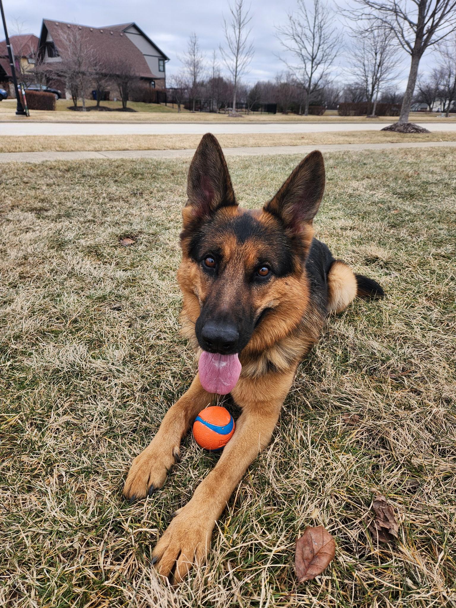 Mox , ADOPTABLE, Adult Male German Shepherd Dog.