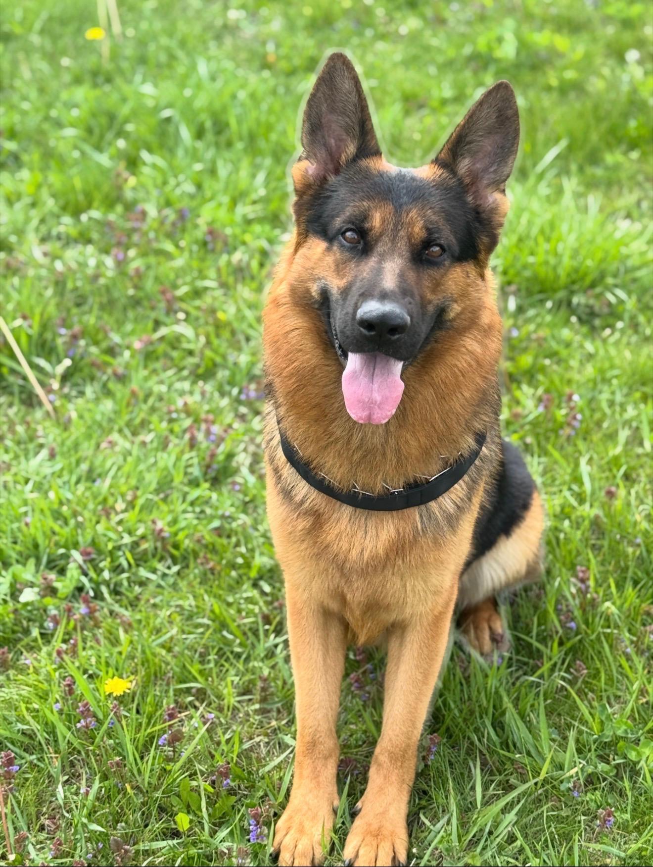 Enlarge Mox , a ADOPTABLE German Shepherd Dog in Chicago, IL image 4/6
