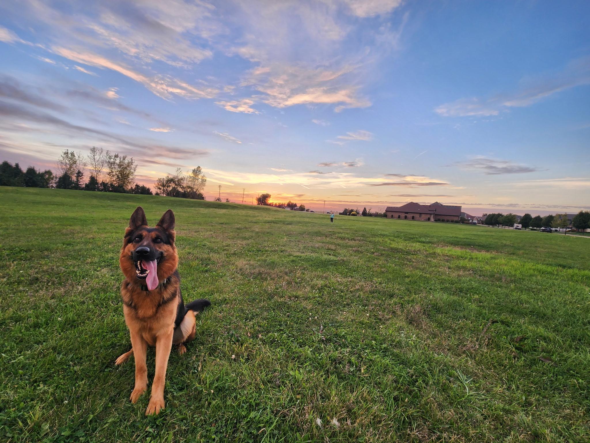 Enlarge Mox , a ADOPTABLE German Shepherd Dog in Chicago, IL image 5/6