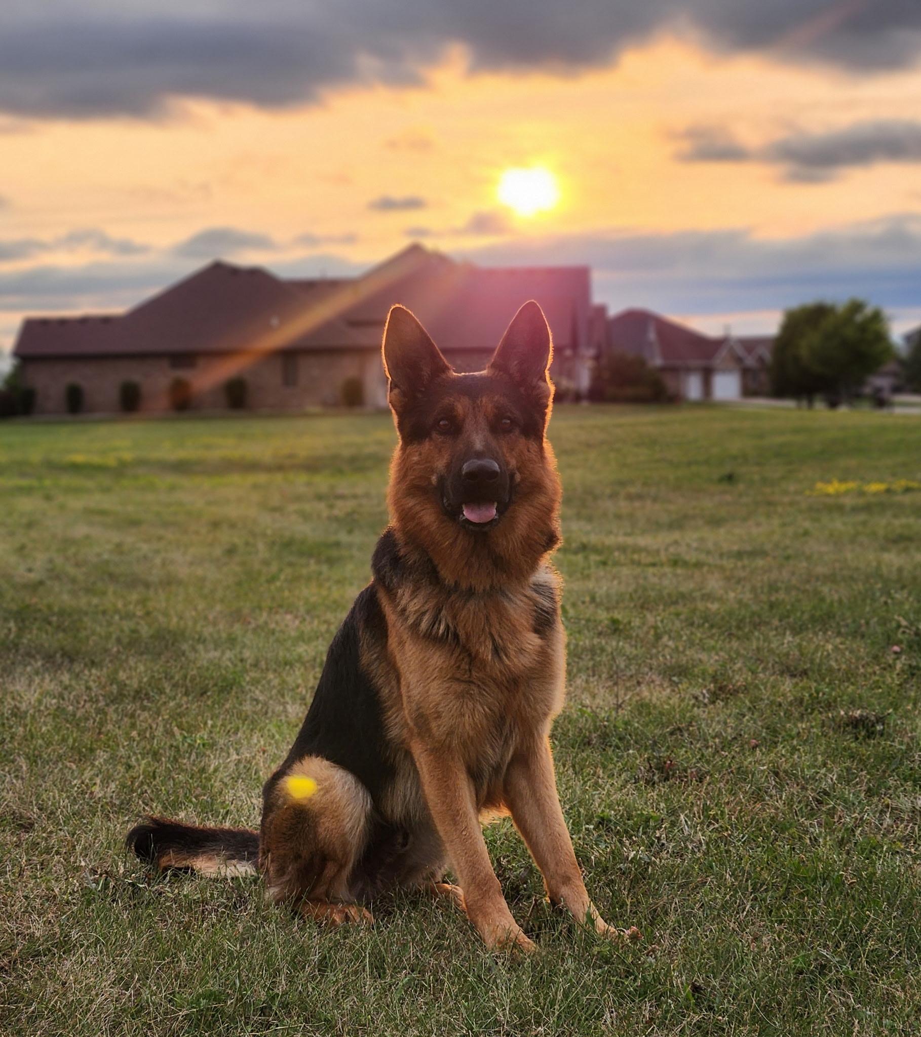 Enlarge Mox , a ADOPTABLE German Shepherd Dog in Chicago, IL image 2/6