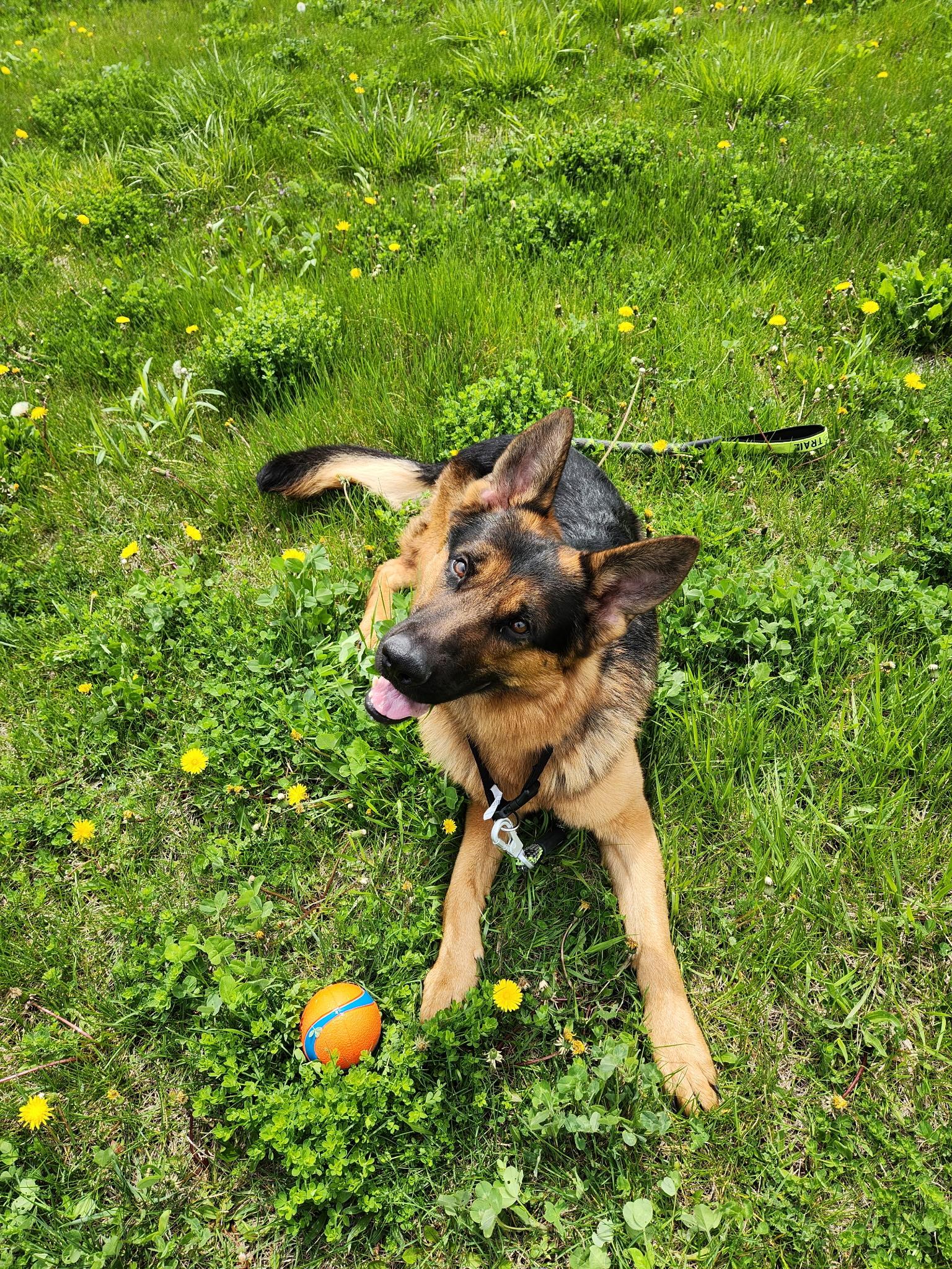 Enlarge Mox , a ADOPTABLE German Shepherd Dog in Chicago, IL image 6/6