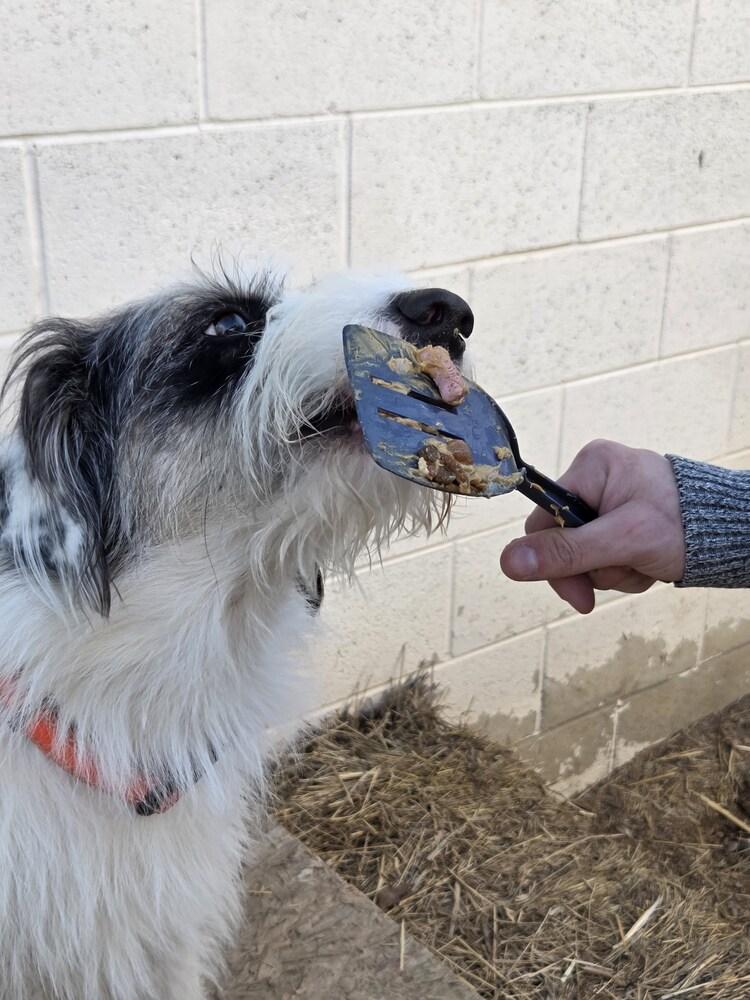 Enlarge Duke, a Adoptable Collie in Salmon, ID image 1/3
