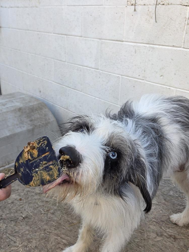 Enlarge Duke, a Adoptable Collie in Salmon, ID image 2/3
