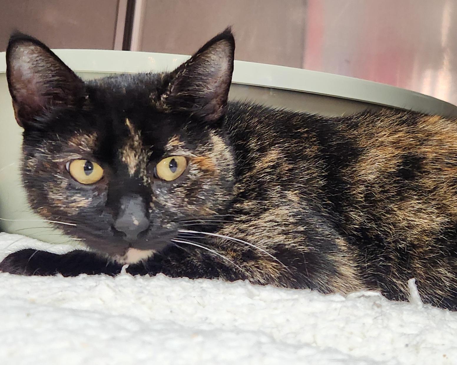 Enlarge Chai, a ADOPTABLE Tortoiseshell in San Antonio, TX image 1/1
