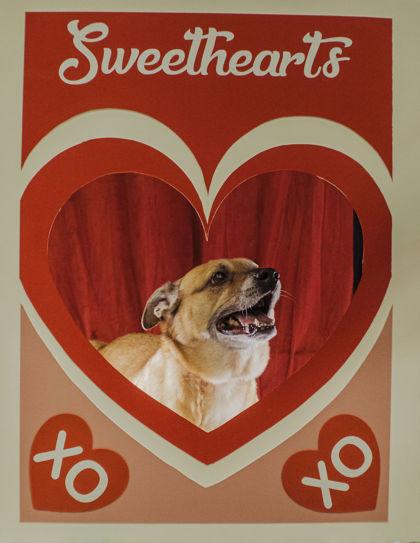 Enlarge Luna, a Adoptable mixed breed in Elmira, NY image 1/1