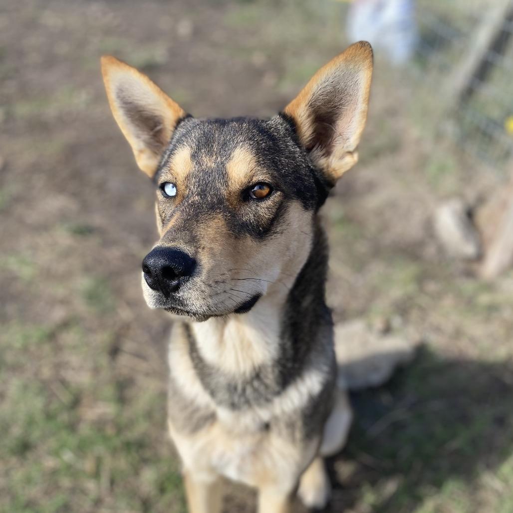 Kachi, Adoptable, Adult Male Husky & Australian Cattle Dog / Blue Heeler.