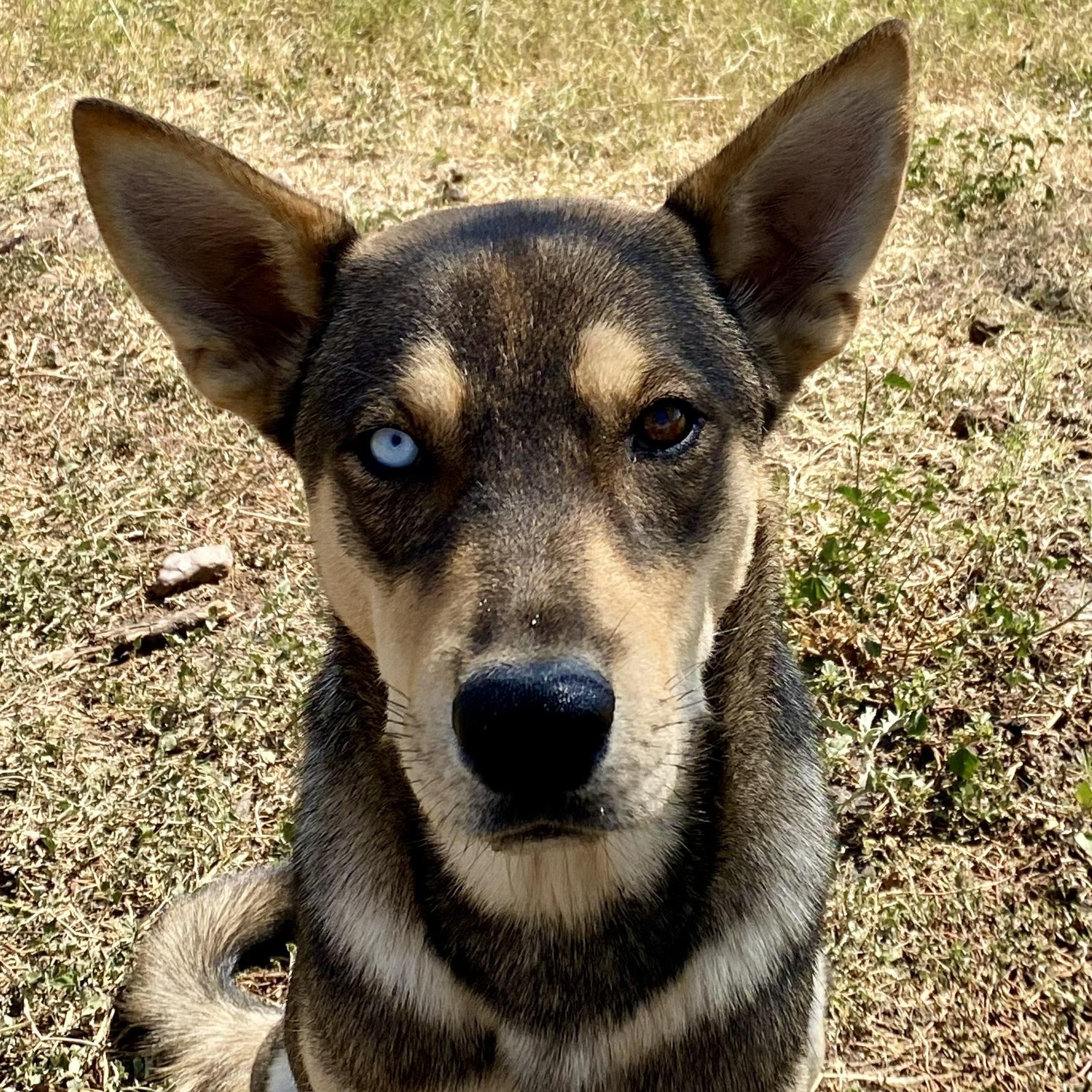 Enlarge Kachi, a Adoptable mixed breed in Lockhart, TX image 2/3