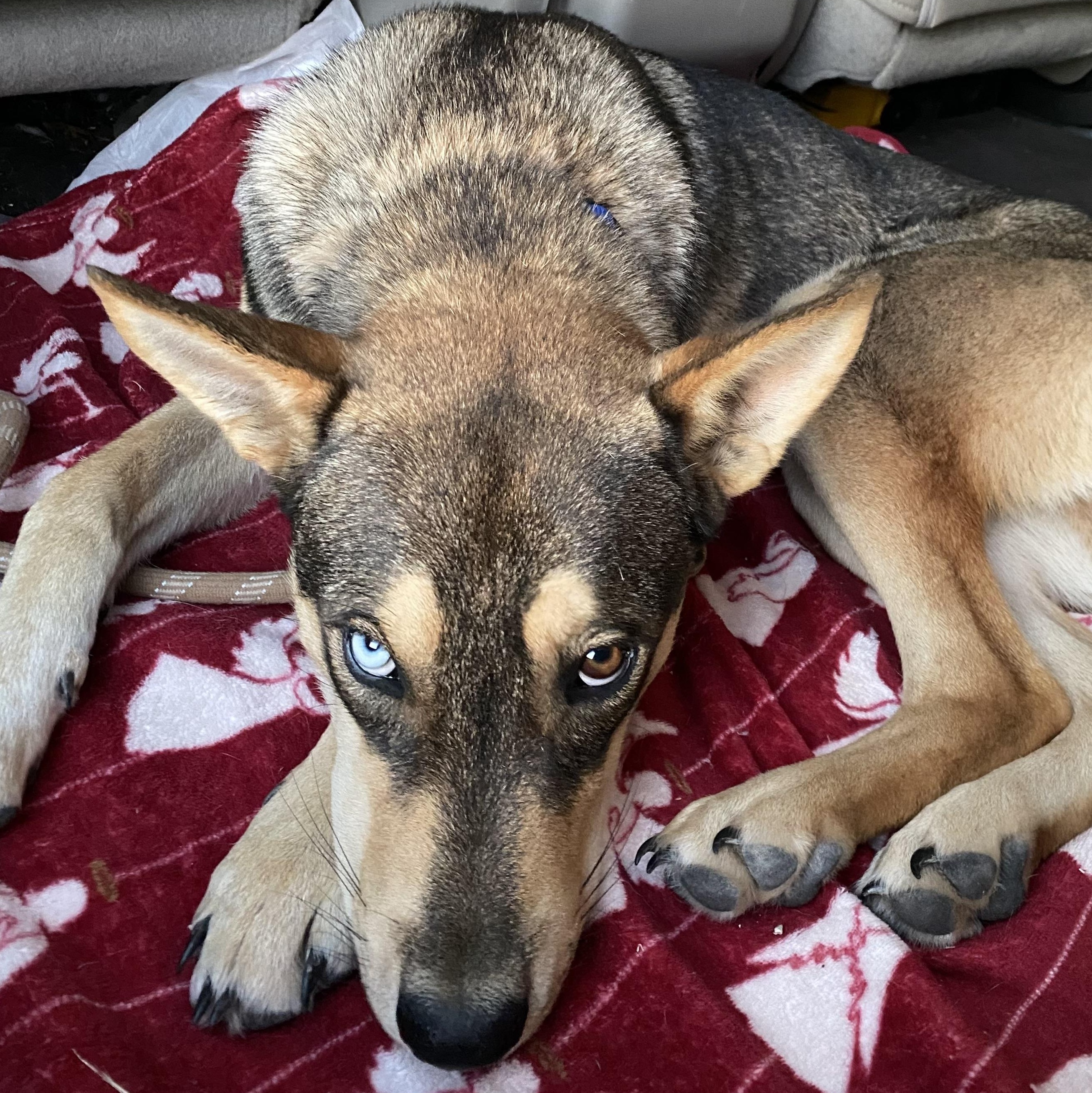 Enlarge Kachi, a Adoptable mixed breed in Lockhart, TX image 3/3