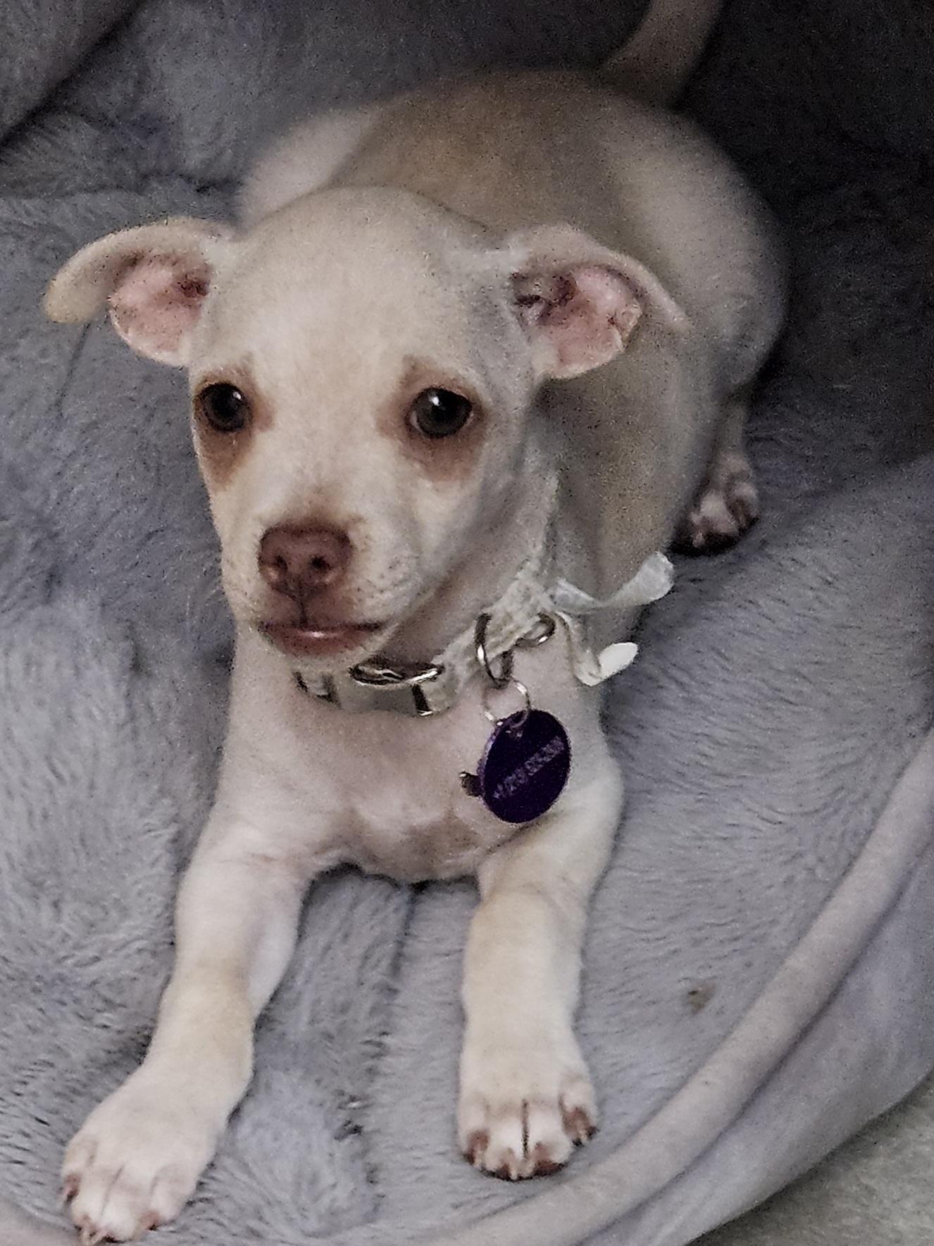 Enlarge Praline, a Adoptable mixed breed in West Hollywood, CA image 4/5