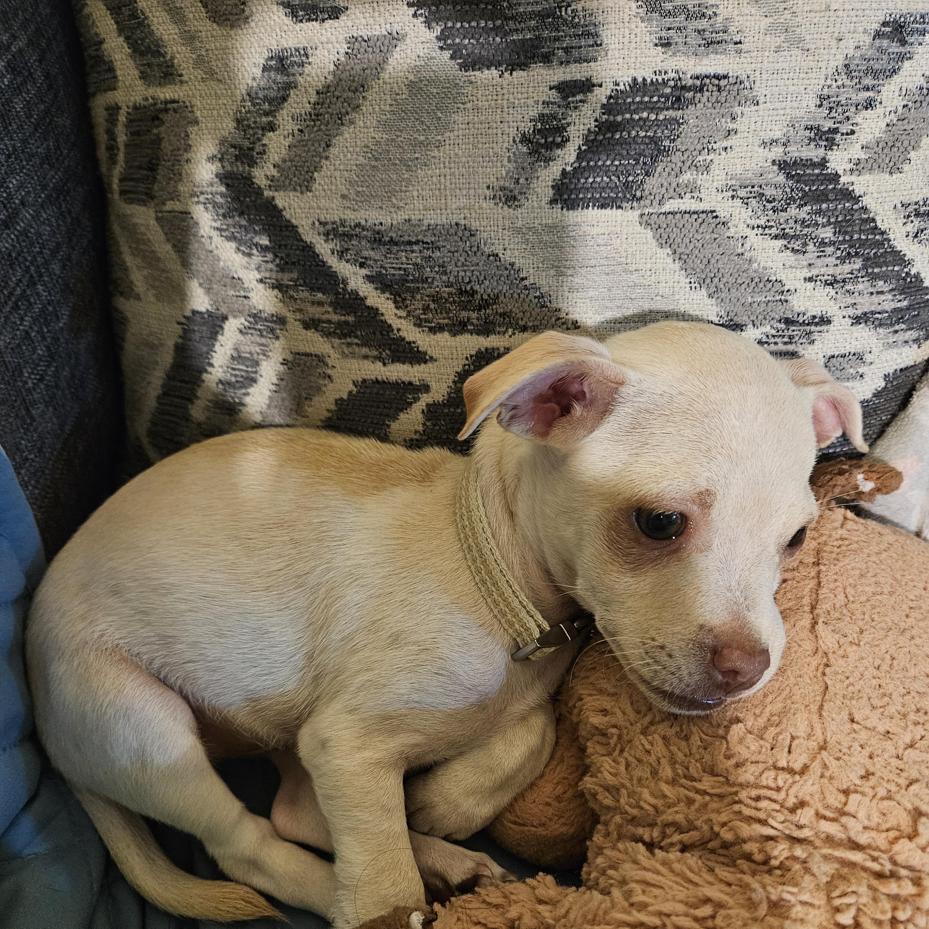 Enlarge Praline, a Adoptable mixed breed in West Hollywood, CA image 5/5