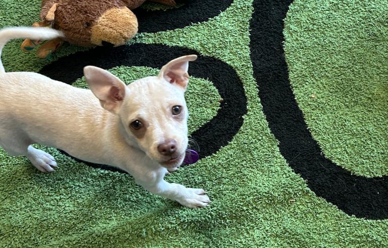Enlarge Praline, a Adoptable mixed breed in West Hollywood, CA image 2/5