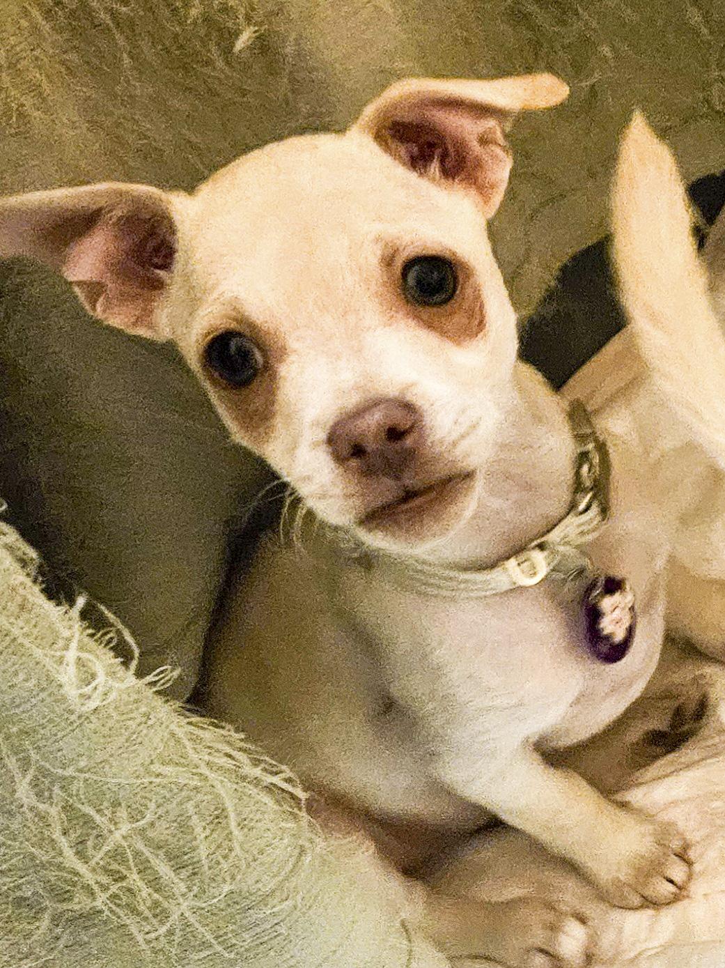 Enlarge Praline, a Adoptable mixed breed in West Hollywood, CA image 3/5