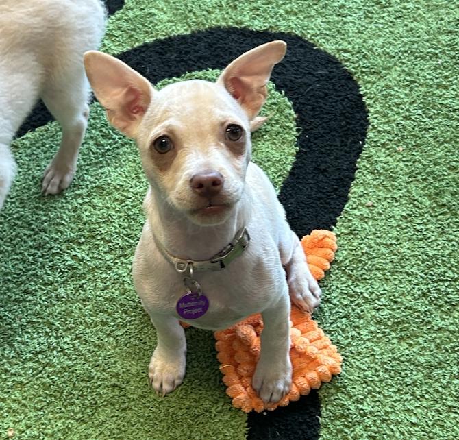 Enlarge Praline, a Adoptable mixed breed in West Hollywood, CA image 1/5