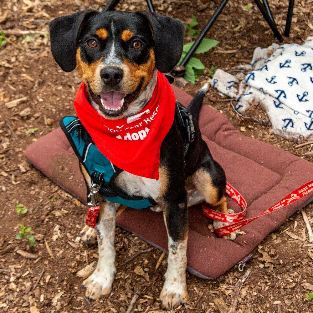 Enlarge Roy, a Adoptable mixed breed in Bloomfield, CT image 1/3