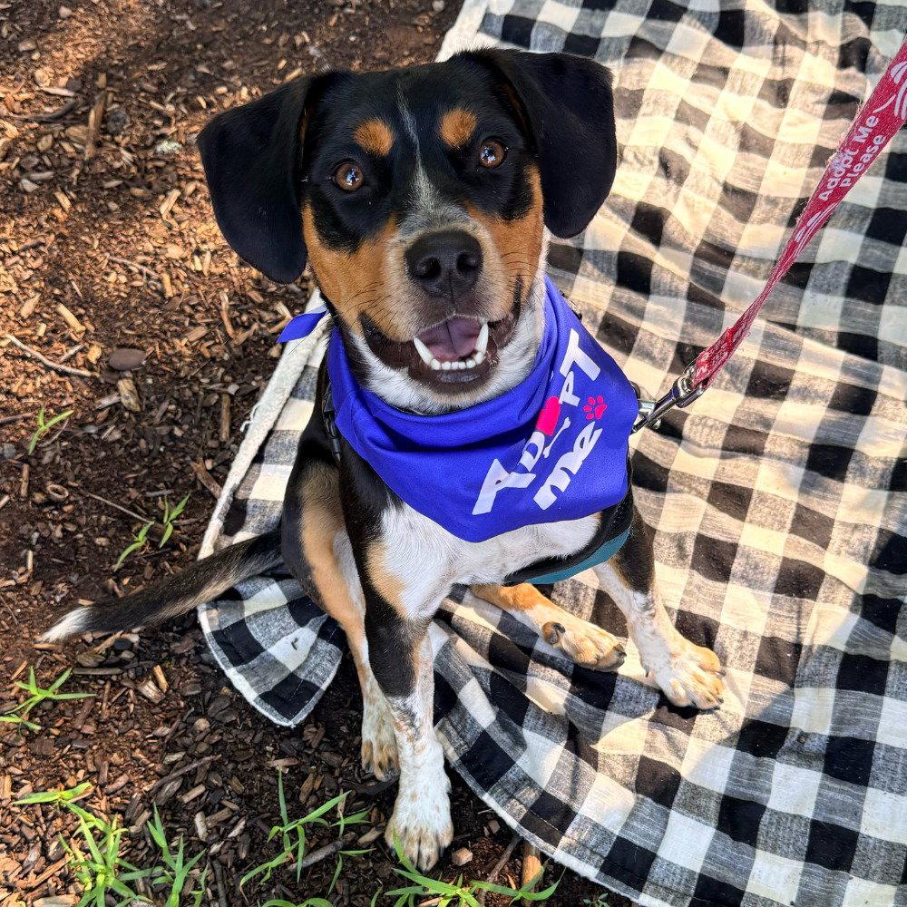 Enlarge Roy, a Adoptable mixed breed in Bloomfield, CT image 2/3