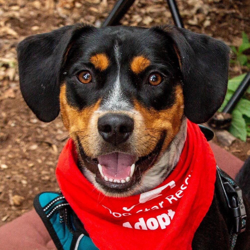 Enlarge Roy, a Adoptable mixed breed in Bloomfield, CT image 3/3