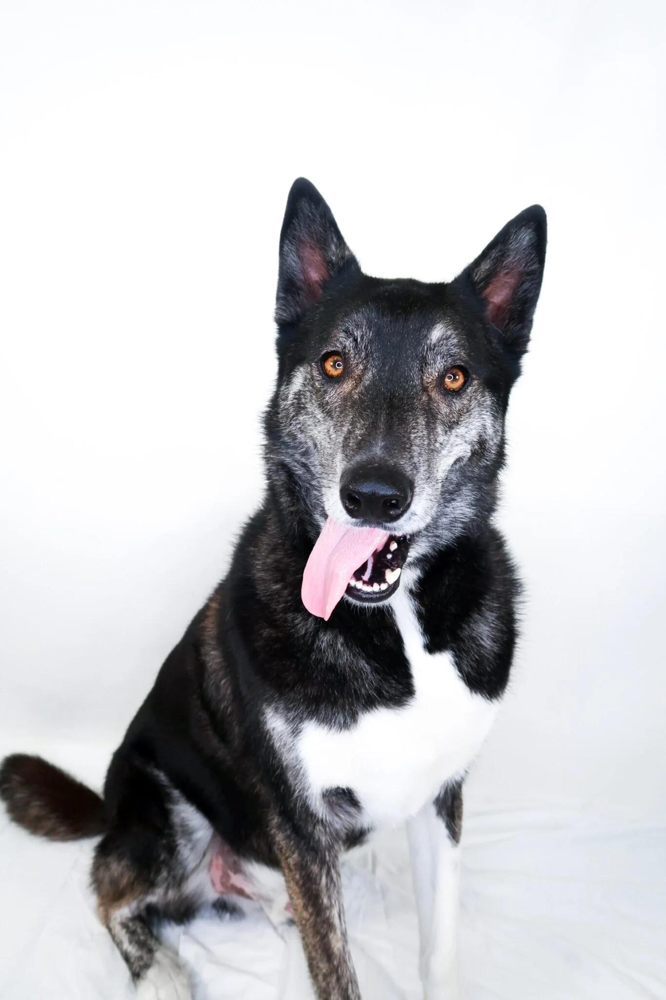 Enlarge Skift, a ADOPTABLE mixed breed in Bixby, OK image 1/6