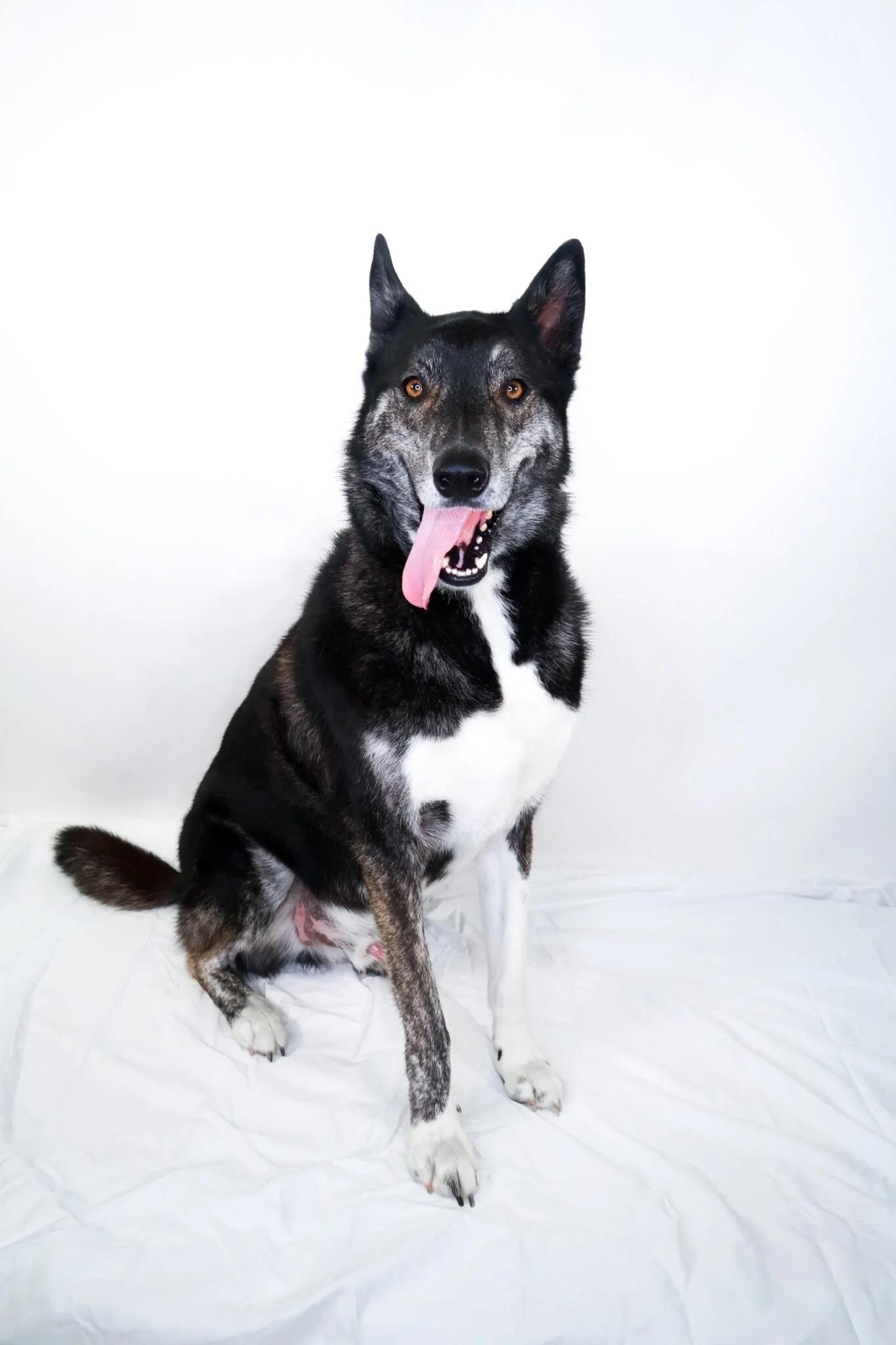 Enlarge Skift, a ADOPTABLE mixed breed in Bixby, OK image 3/6