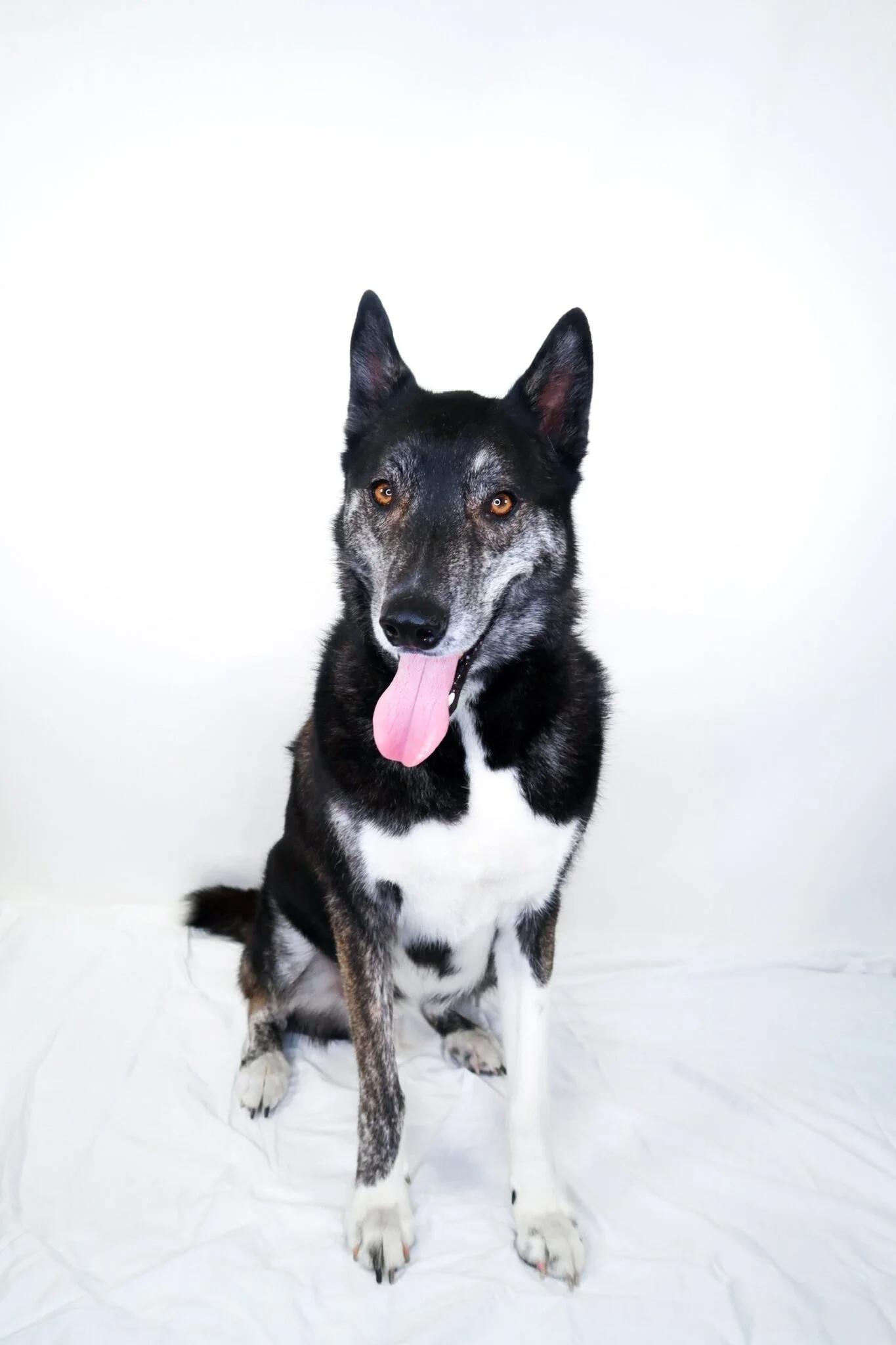 Enlarge Skift, a ADOPTABLE mixed breed in Bixby, OK image 4/6