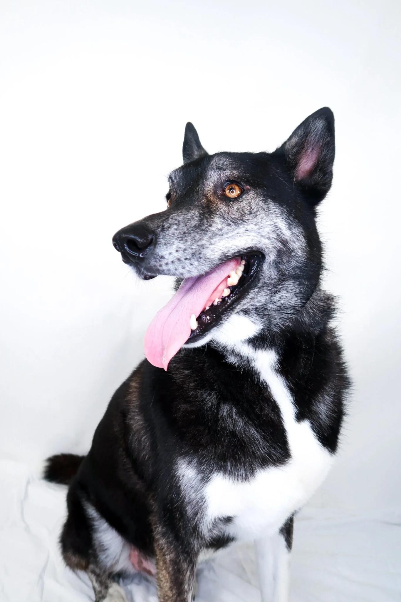 Enlarge Skift, a ADOPTABLE mixed breed in Bixby, OK image 5/6