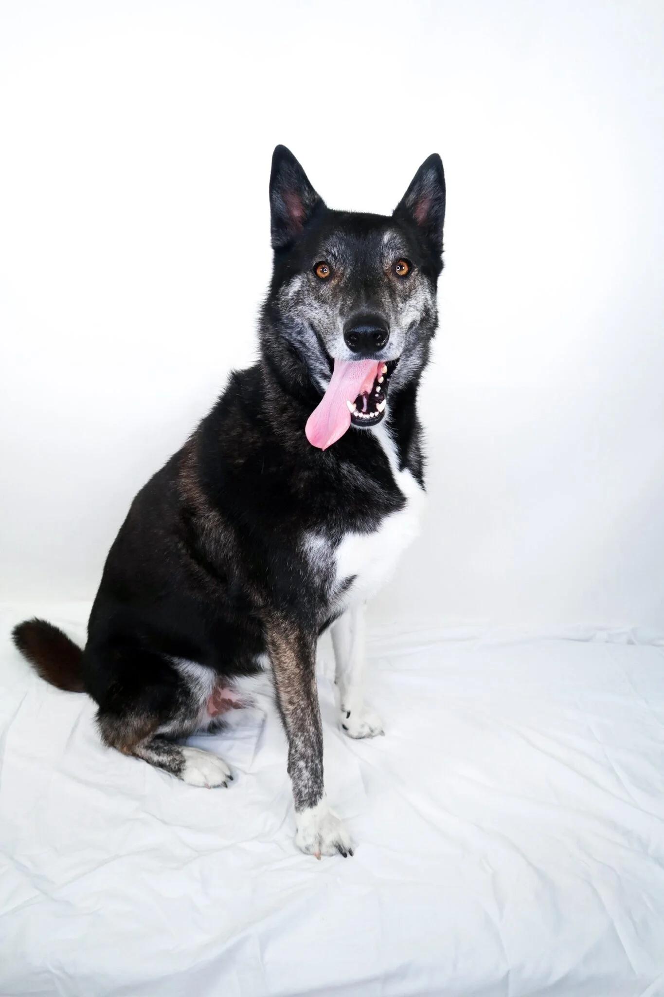 Enlarge Skift, a ADOPTABLE mixed breed in Bixby, OK image 2/6