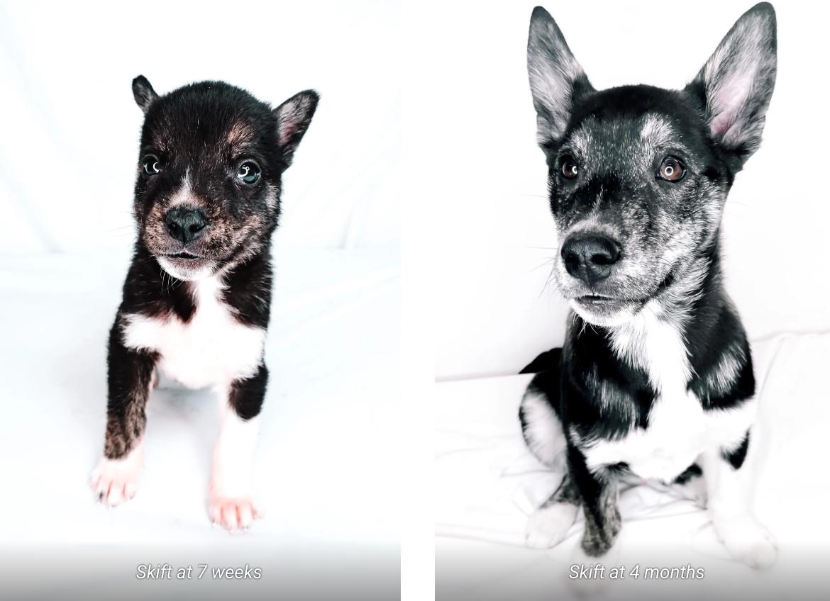 Enlarge Skift, a ADOPTABLE mixed breed in Bixby, OK image 6/6