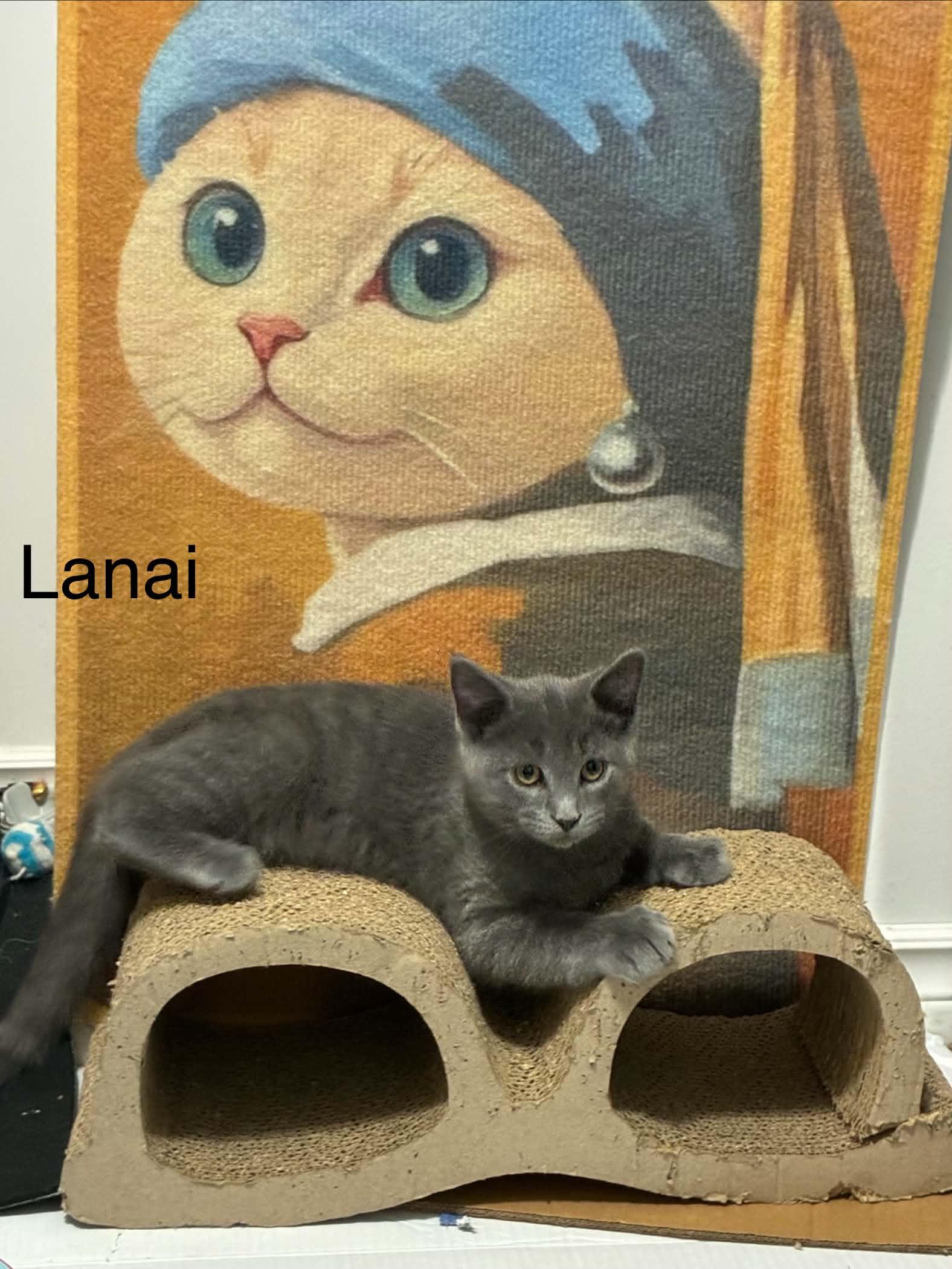 Lanai, an adopted Domestic Short Hair in Shakespeare, ON image 4/6