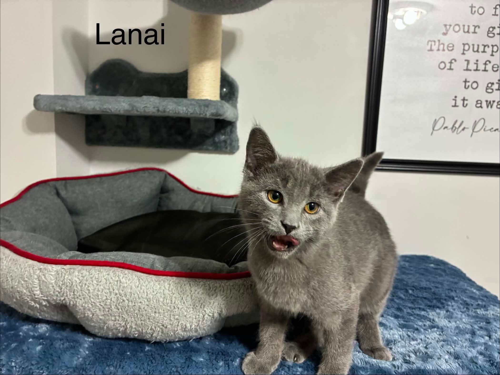 Lanai, an adopted Domestic Short Hair in Shakespeare, ON image 5/6