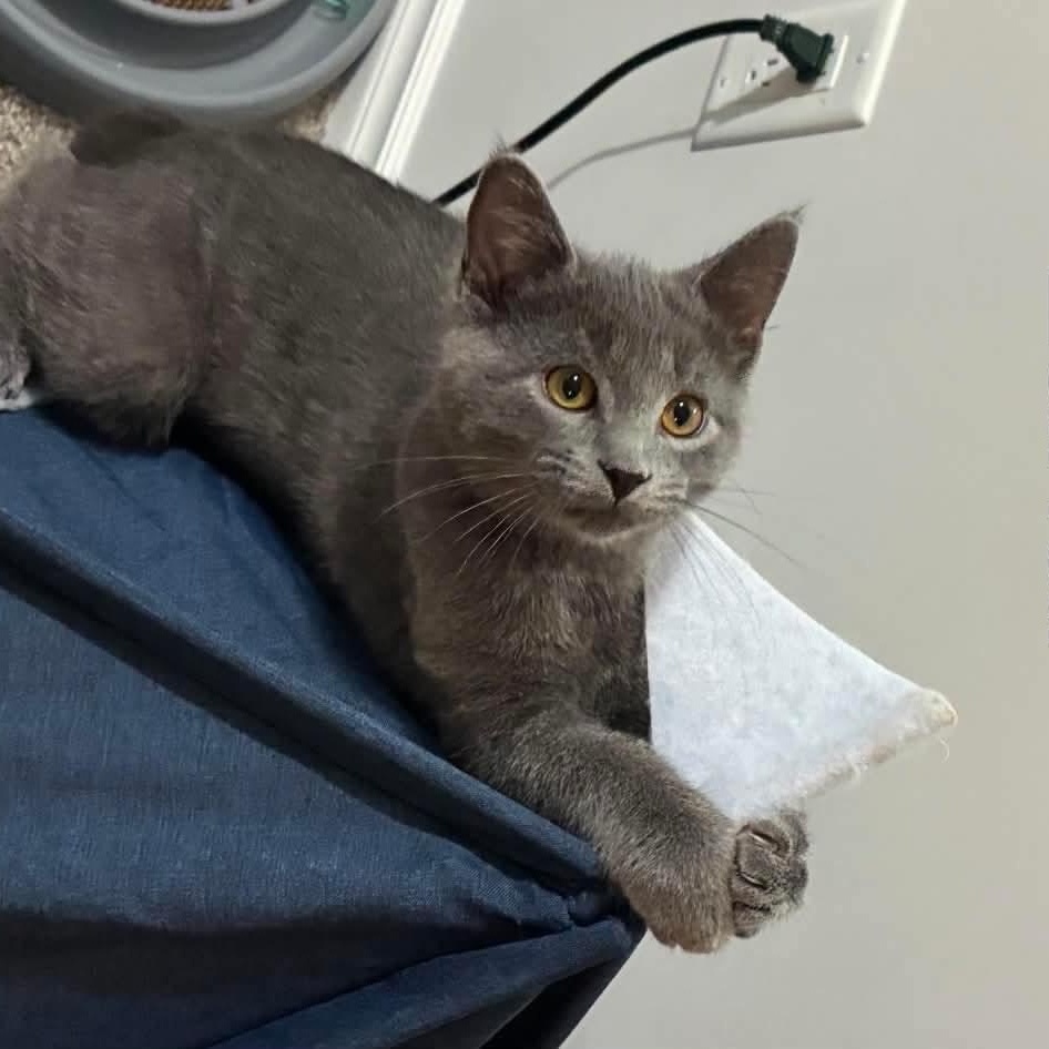 Lanai, adopted, Kitten Male Domestic Short Hair.