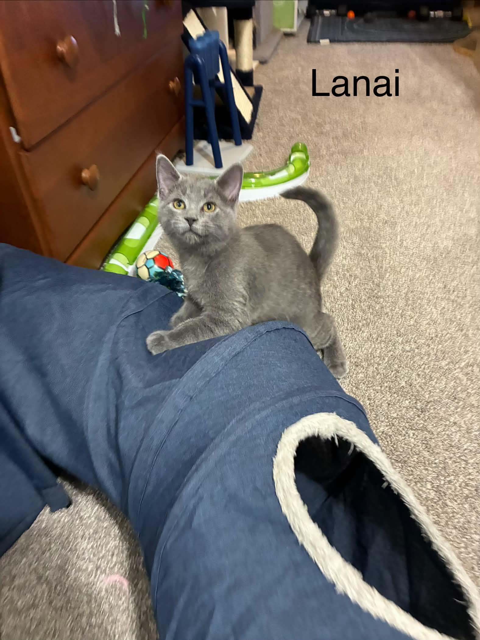 Lanai, an adopted Domestic Short Hair in Shakespeare, ON image 6/6