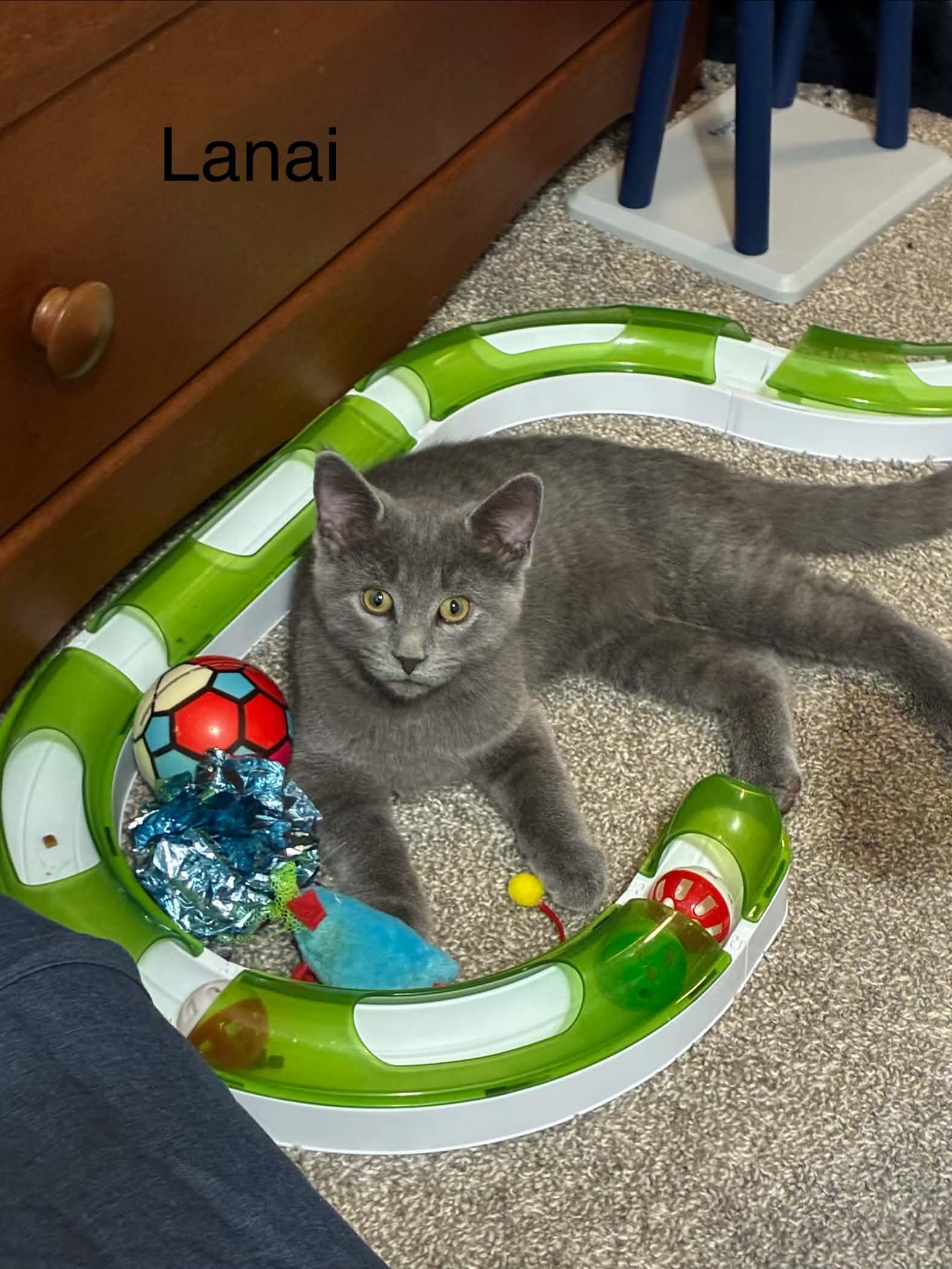 Lanai, an adopted Domestic Short Hair in Shakespeare, ON image 3/6