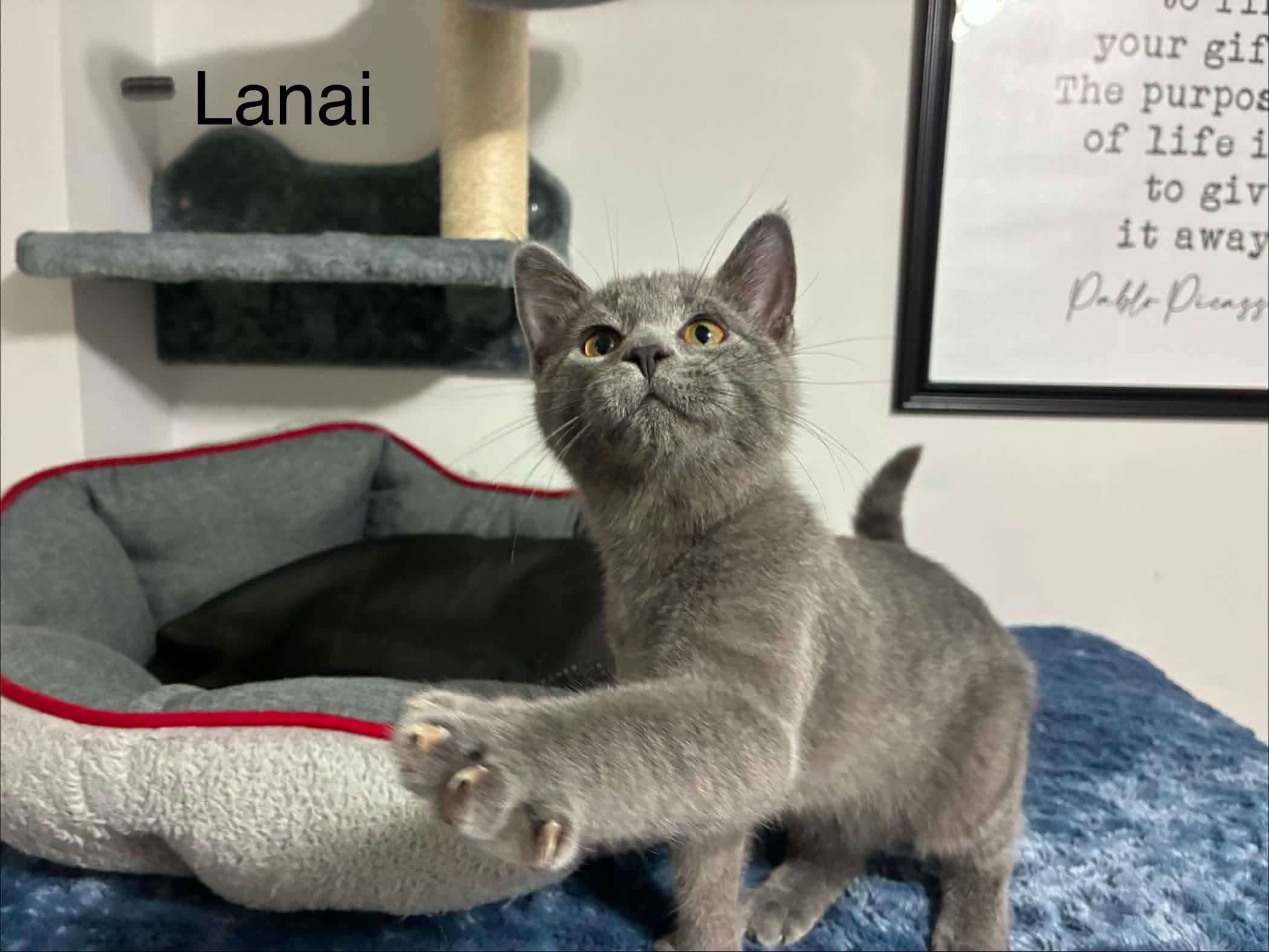 Lanai, an adopted Domestic Short Hair in Shakespeare, ON image 2/6