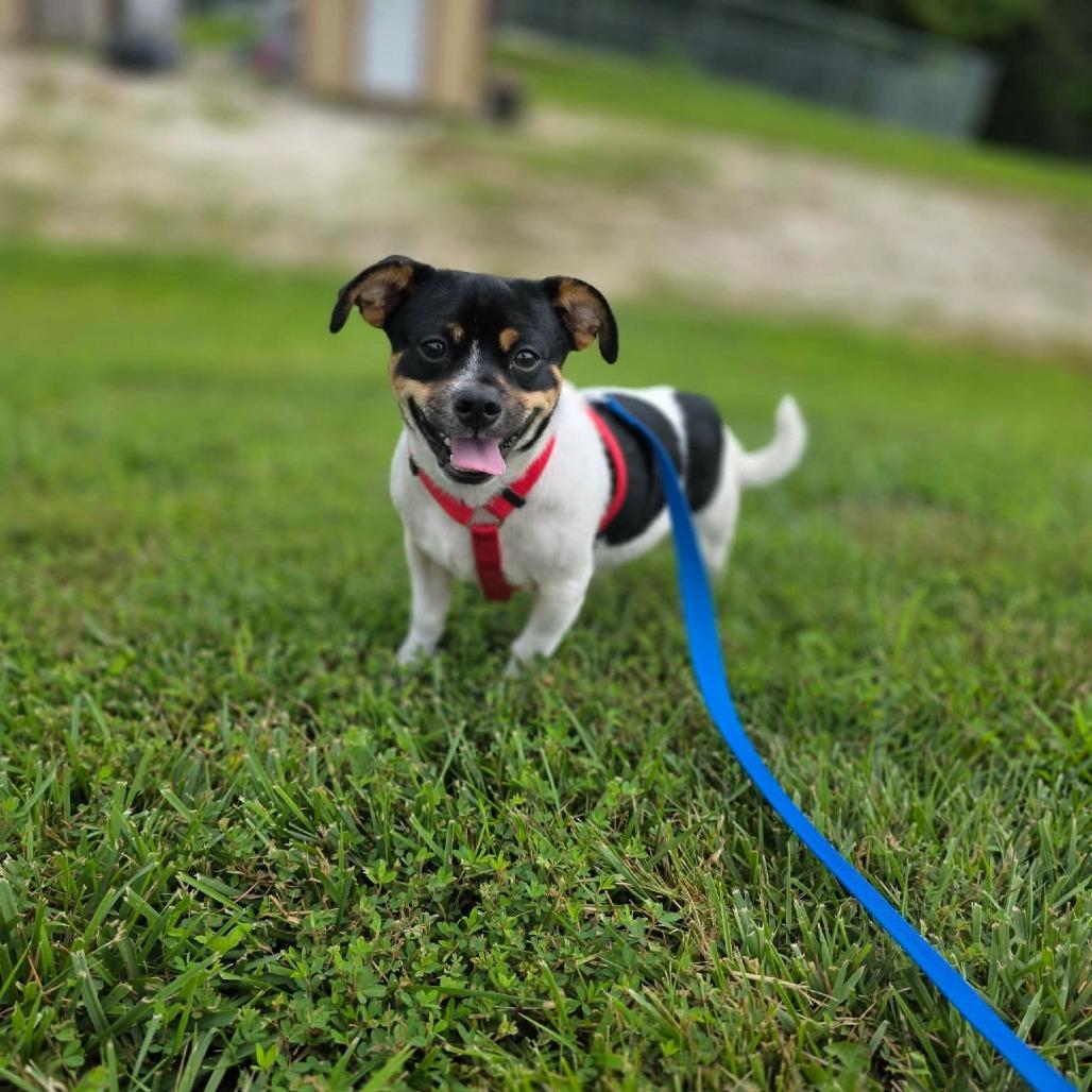 Enlarge Howl, a Adoptable Chihuahua in Jackson, MO image 2/6