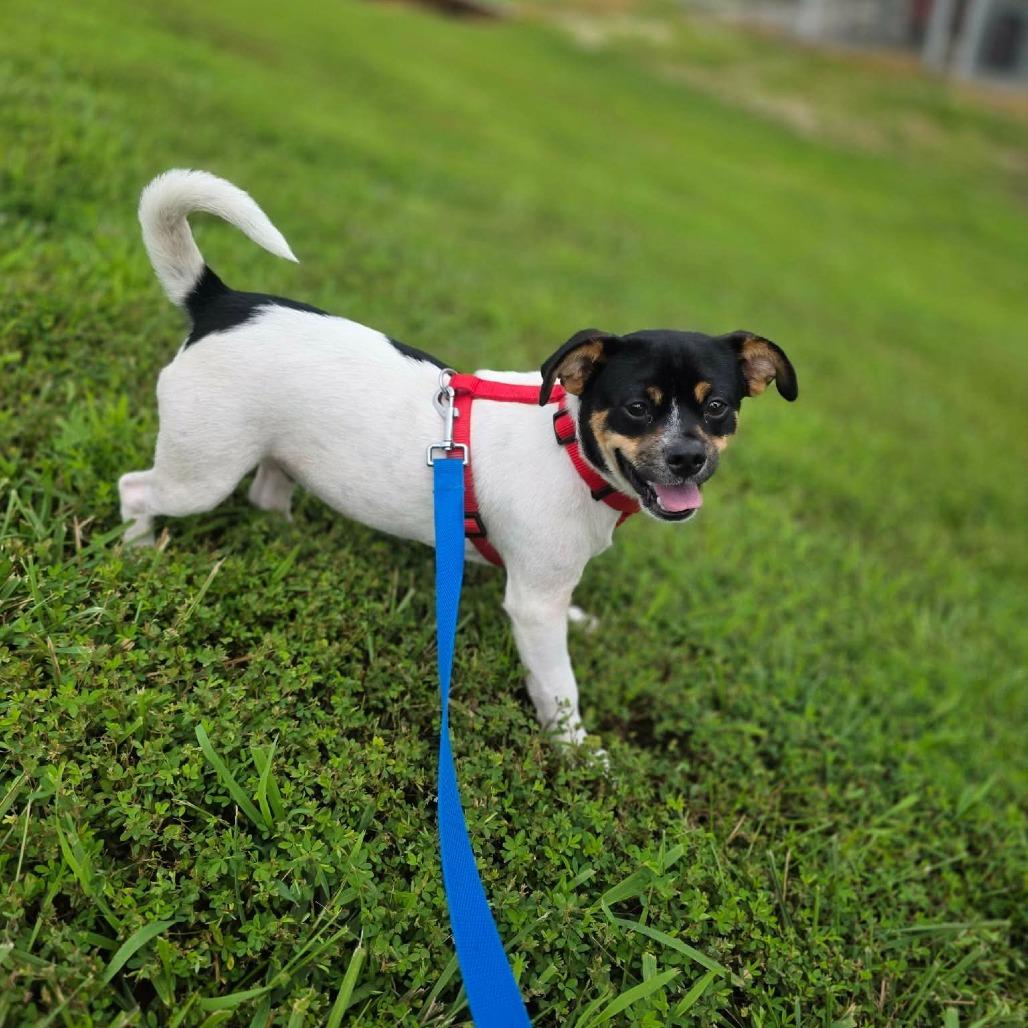 Enlarge Howl, a Adoptable Chihuahua in Jackson, MO image 3/6