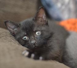 Midnight, Adoptable, Kitten Female Domestic Short Hair.