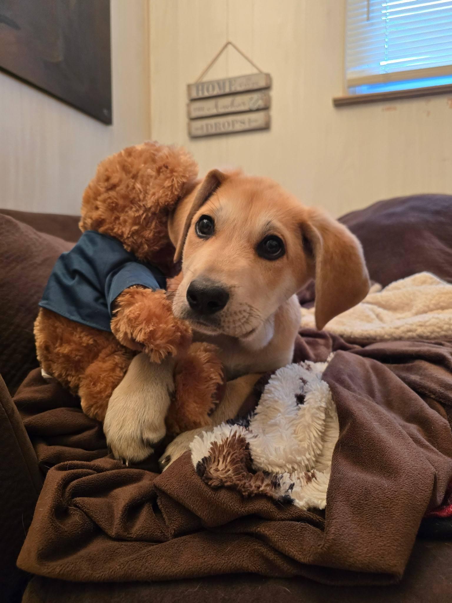 Quinn, an adopted mixed breed in Marlton, NJ image 1/3